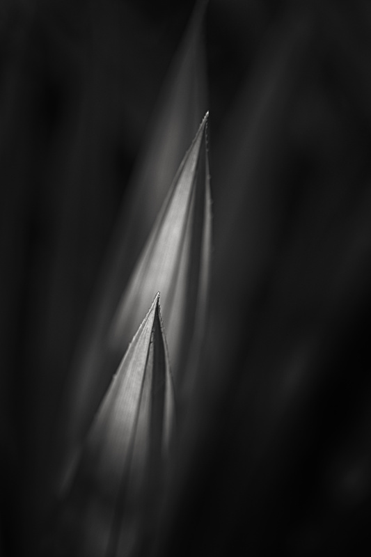 View Leaf III by Prakash Braggs