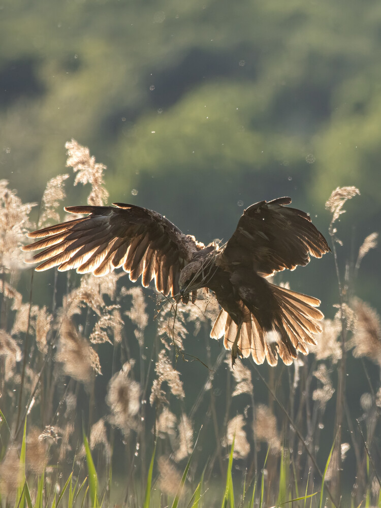 Dark brown bird in flight with wings spread, backlit by warm sunlight above tall reeds and feathery grass seed heads.