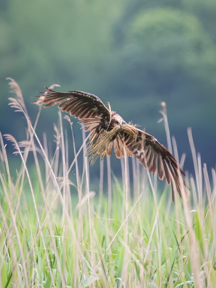 Brown streaked bird with wings spread in flight above tall grass, against a soft green blurred background