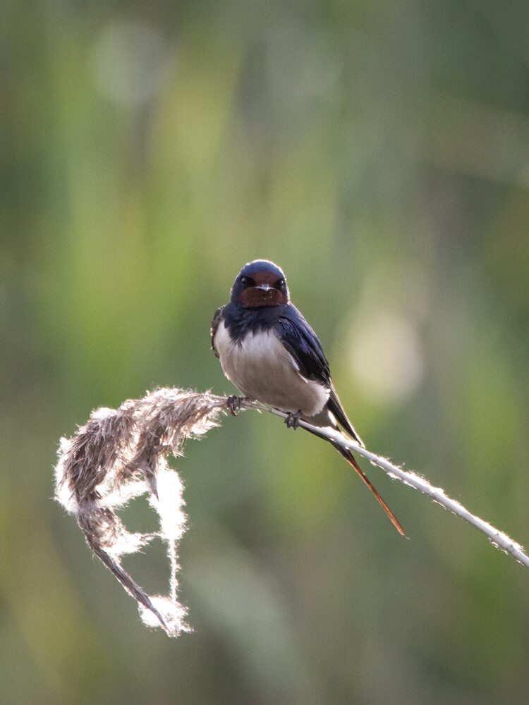 Barn swallow perched on a dry, feathery grass stalk against a soft, blurred green background