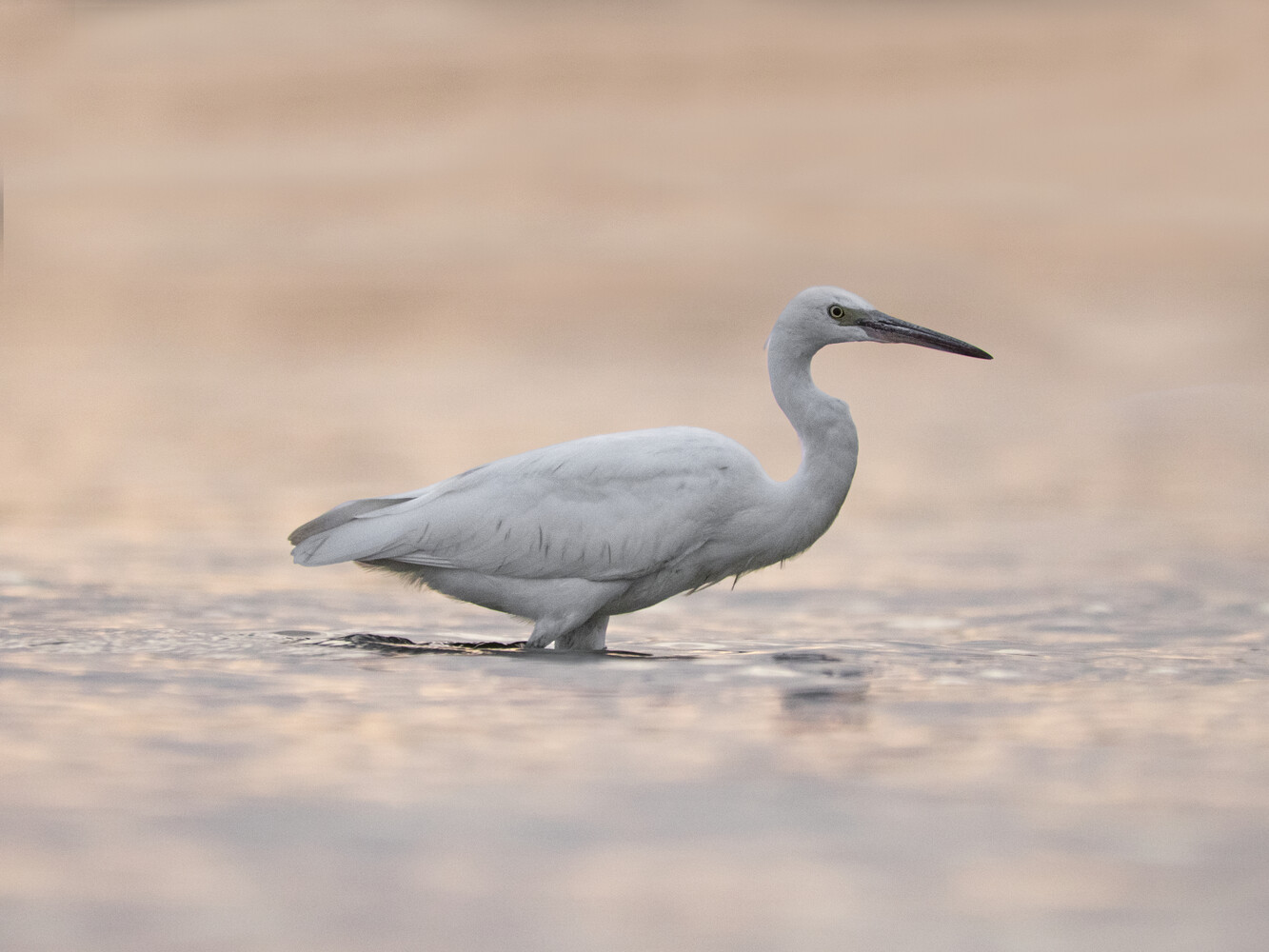 A white egret wading in shallow, rippled water, facing right against a soft peach and pink blurred background.