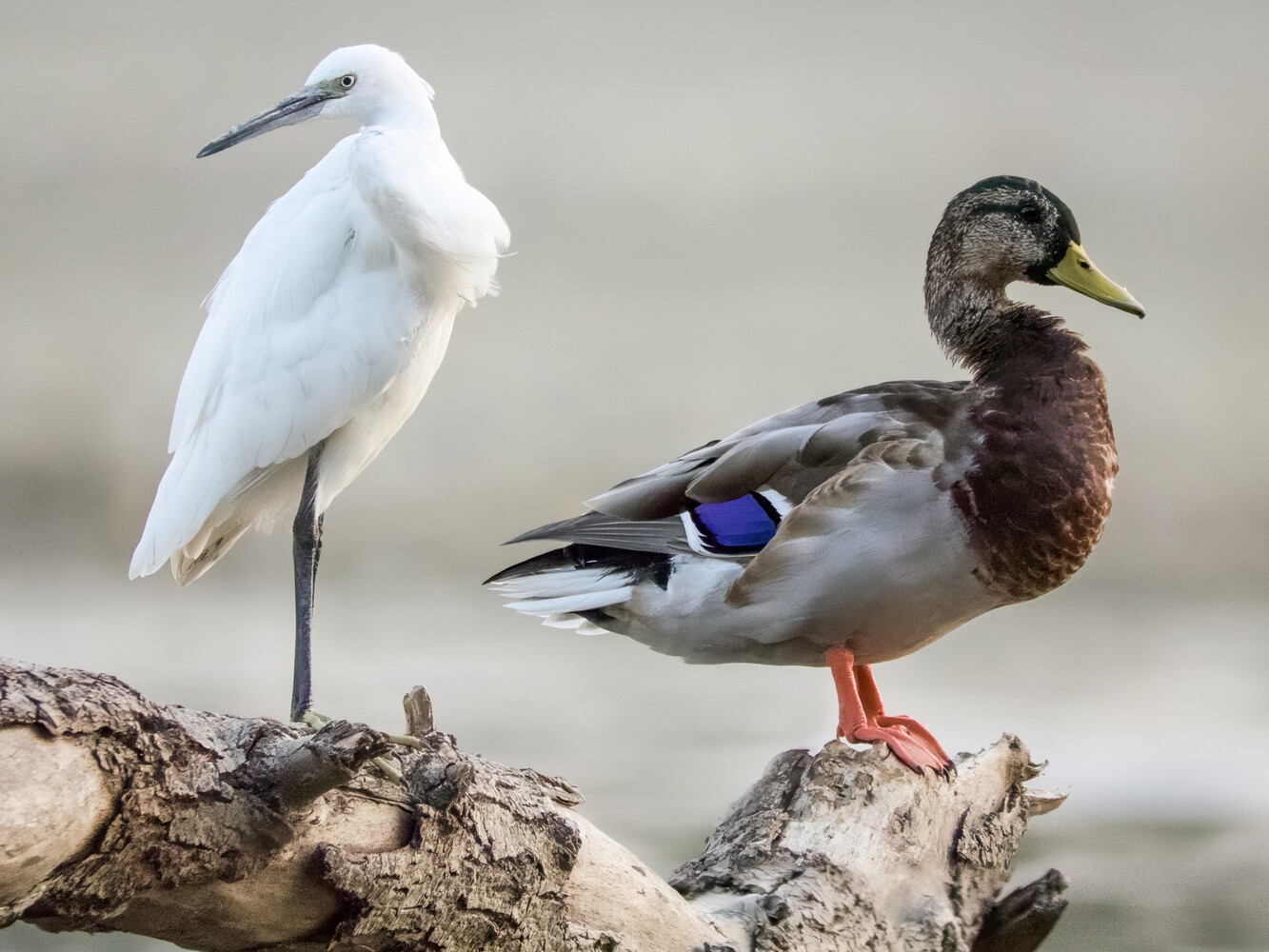 White egret and male mallard duck standing together on a weathered driftwood log against a soft, blurred background