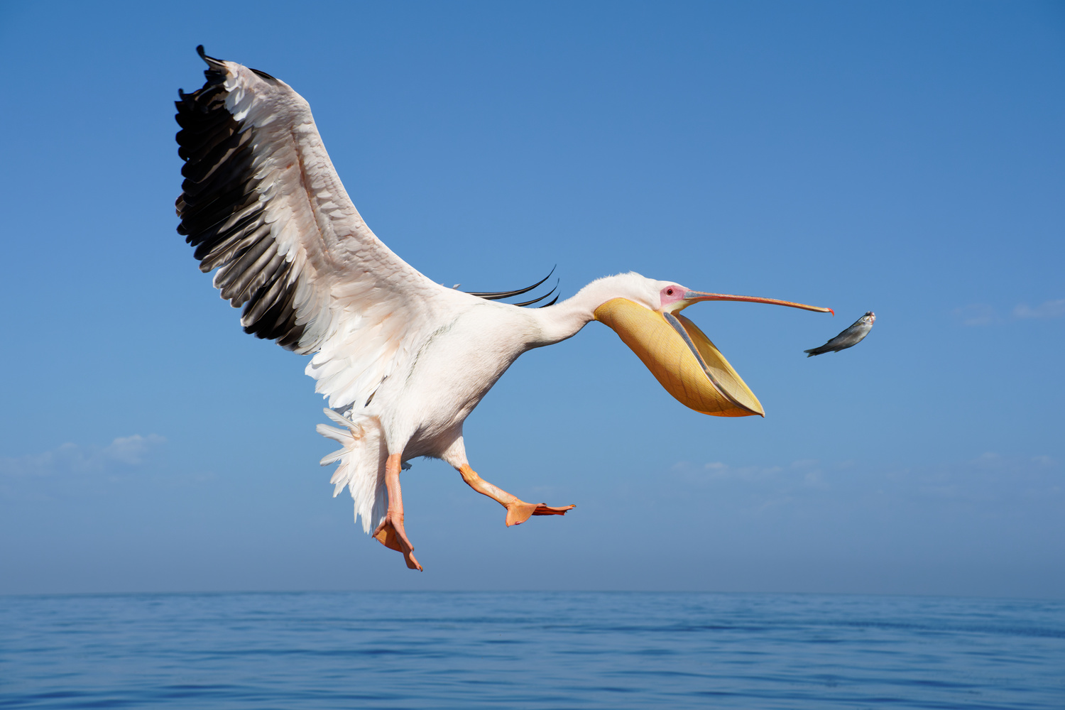 Pelican catching fish Colin Watts on Fstoppers