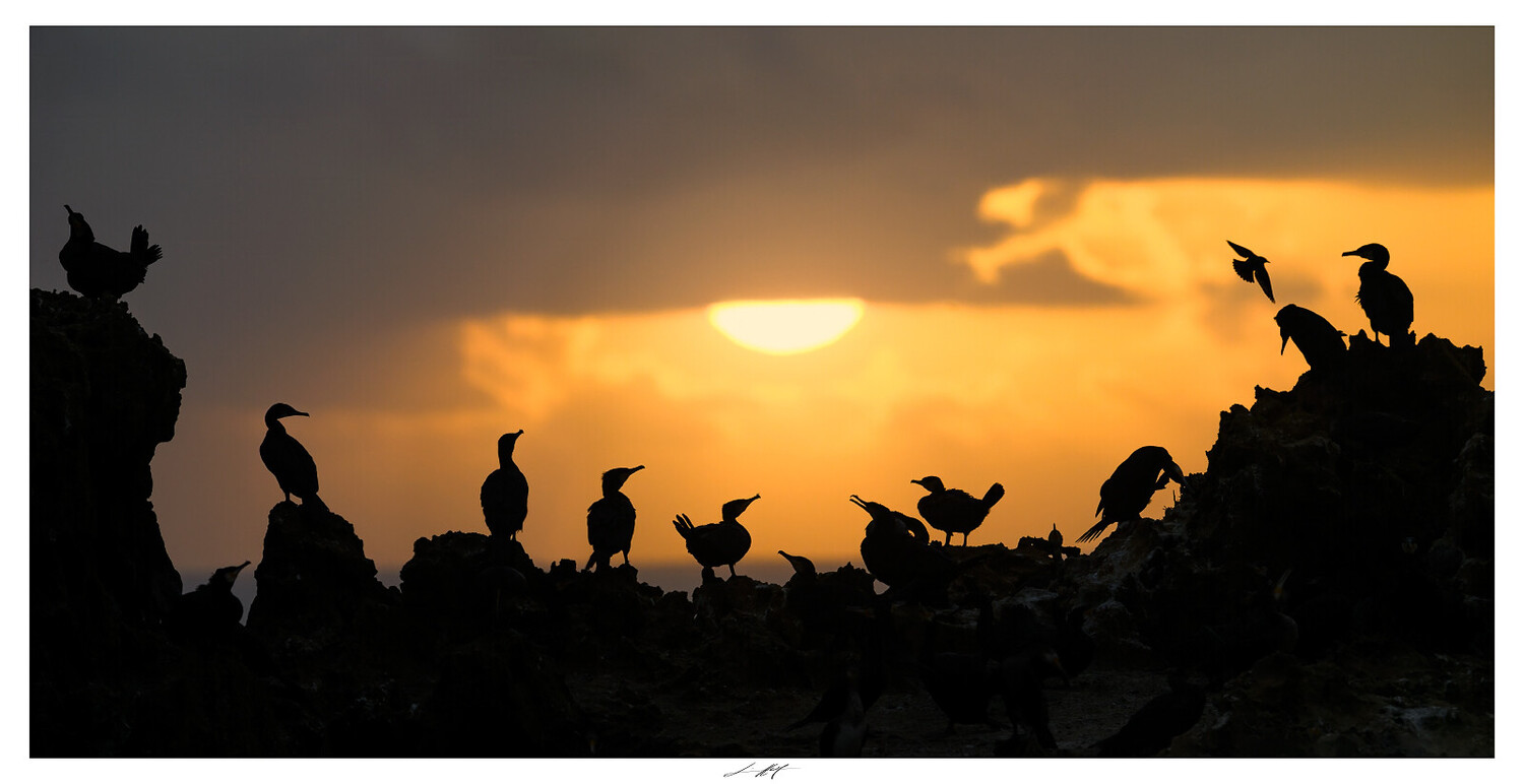 Silhouetted cormorants perched on rocky outcrops against a golden sunset sky