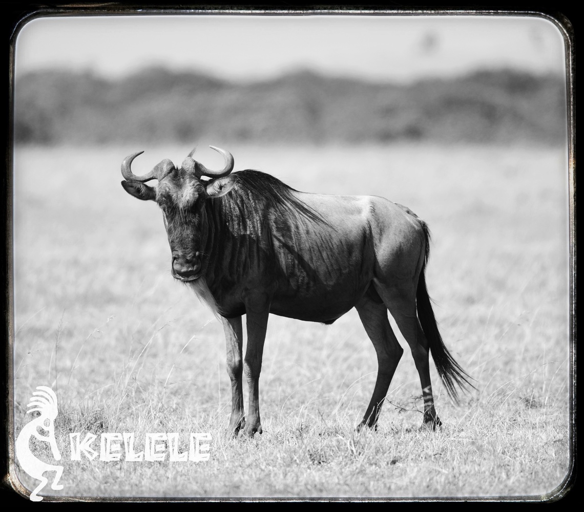 View The Mara wildebeest by Maisam Nanji