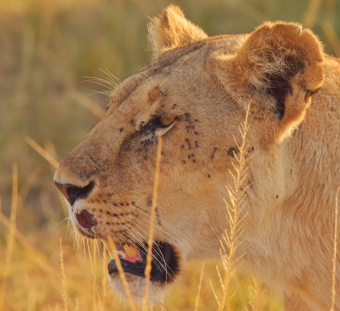 View The hungry lioness by Maisam Nanji