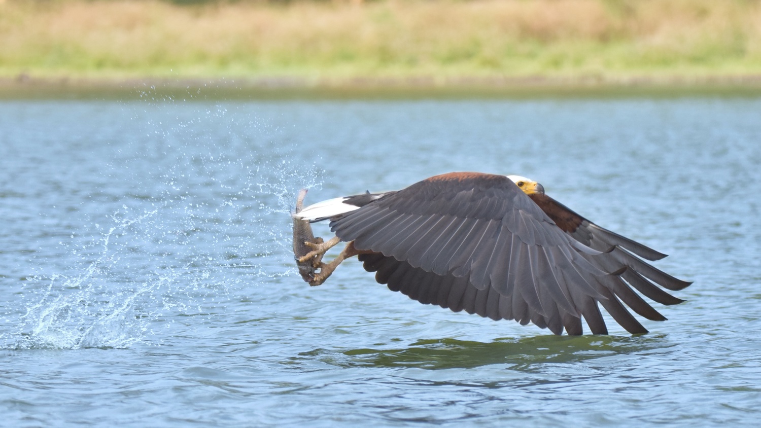 View Catch and fly by Maisam Nanji