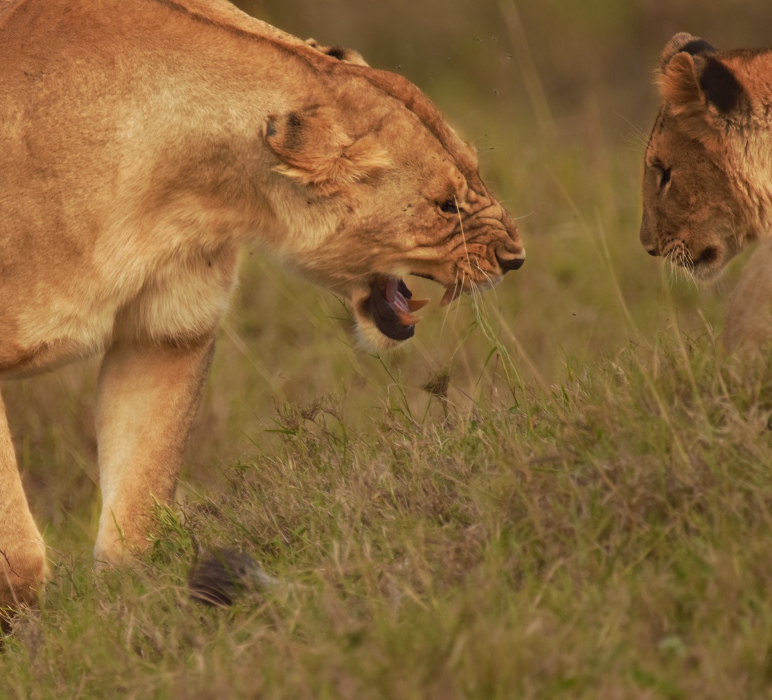 View The scolding by Maisam Nanji
