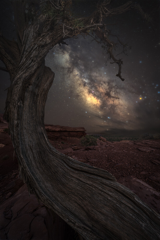 Gnarled tree silhouette framing the Milky Way galaxy above an arid desert landscape
