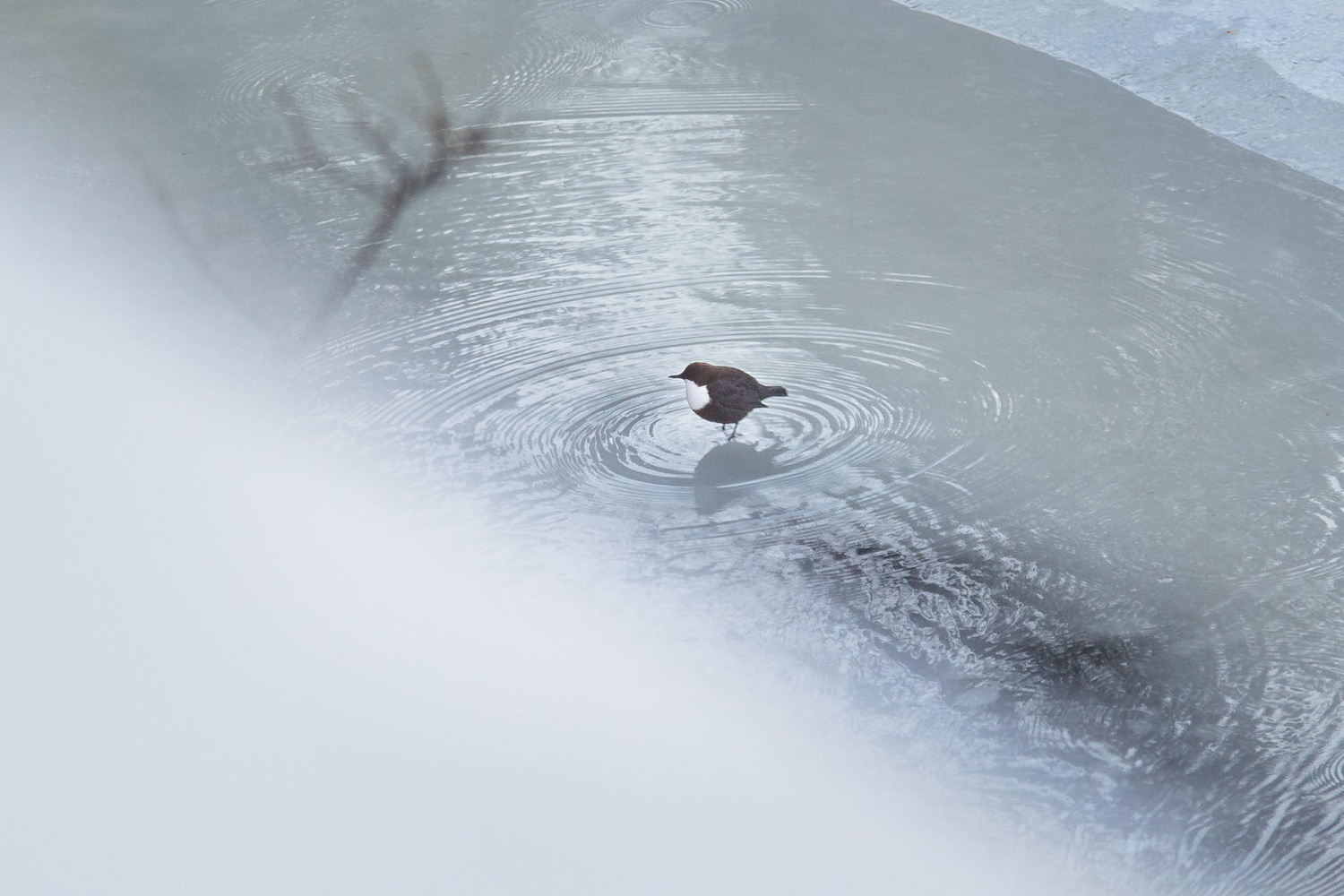 View Untitled 4 by Carl Handt