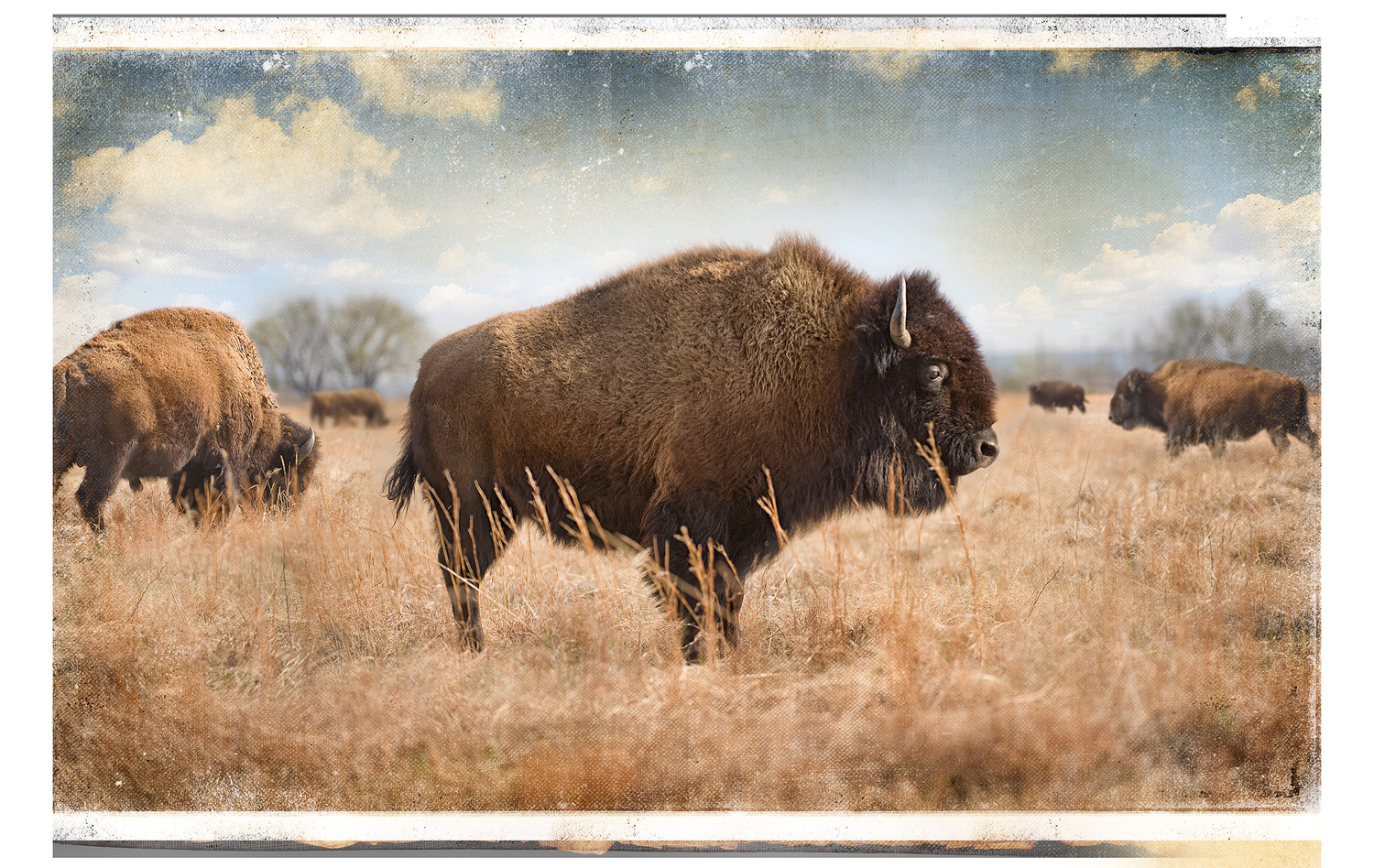 View Buffalo Print by John Harris