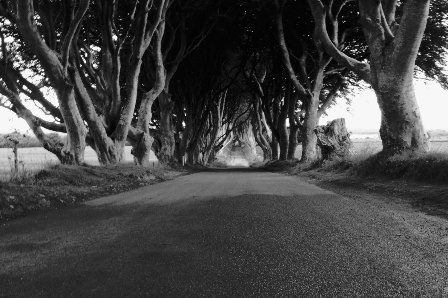 View The Dark Hedges by Amilcar Reis