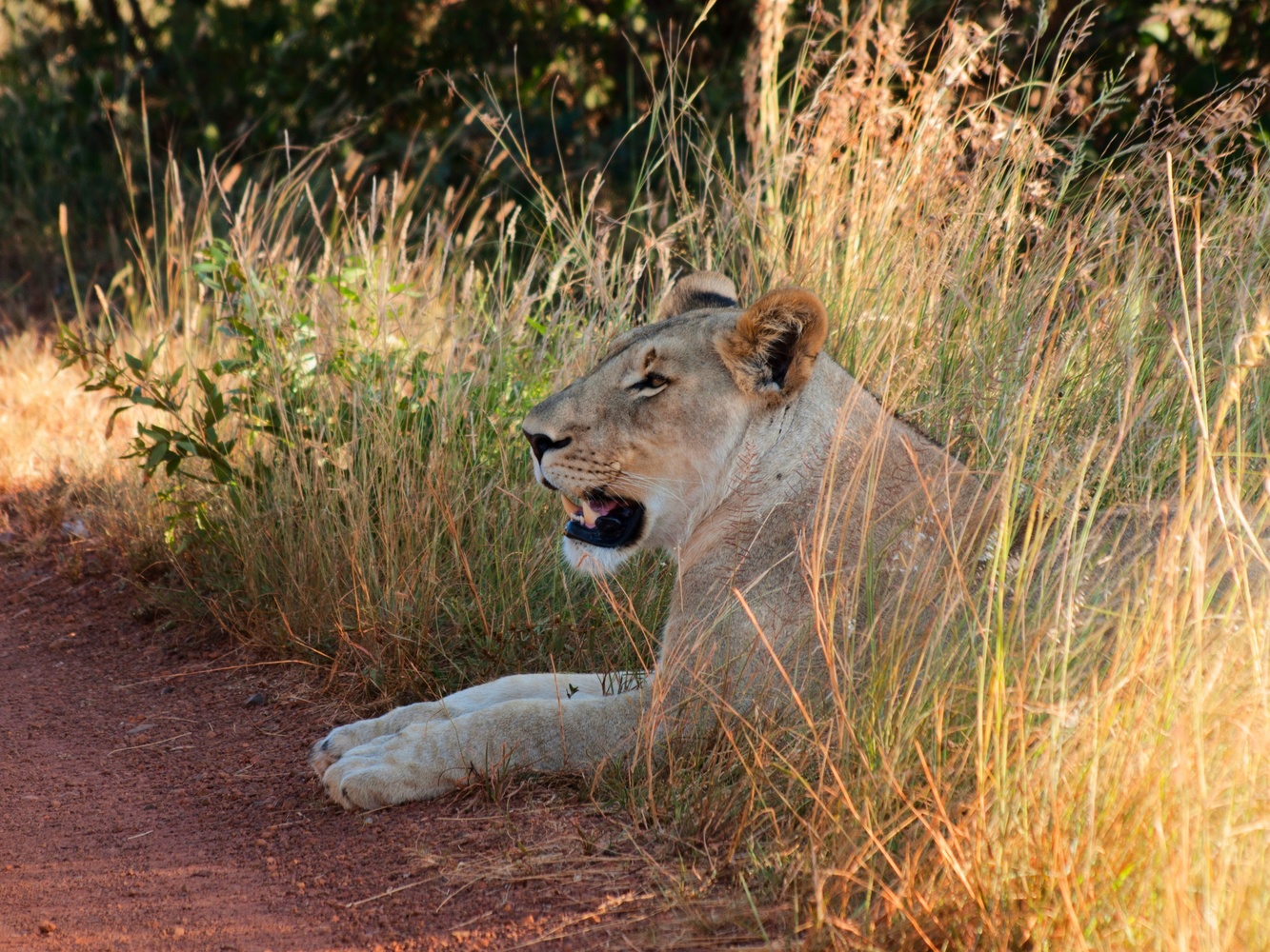 View The early morning lioness by Amilcar Reis