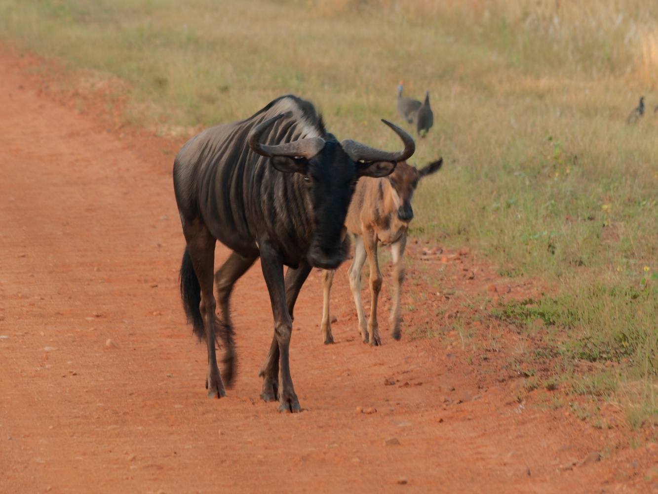 View Wildebeest by Amilcar Reis