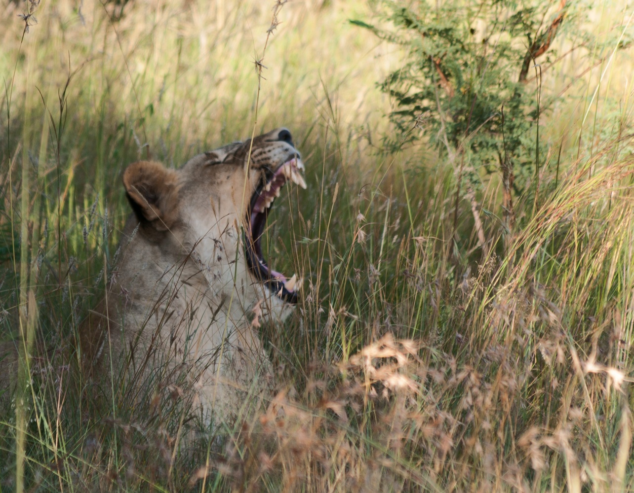 View Yawning by Amilcar Reis