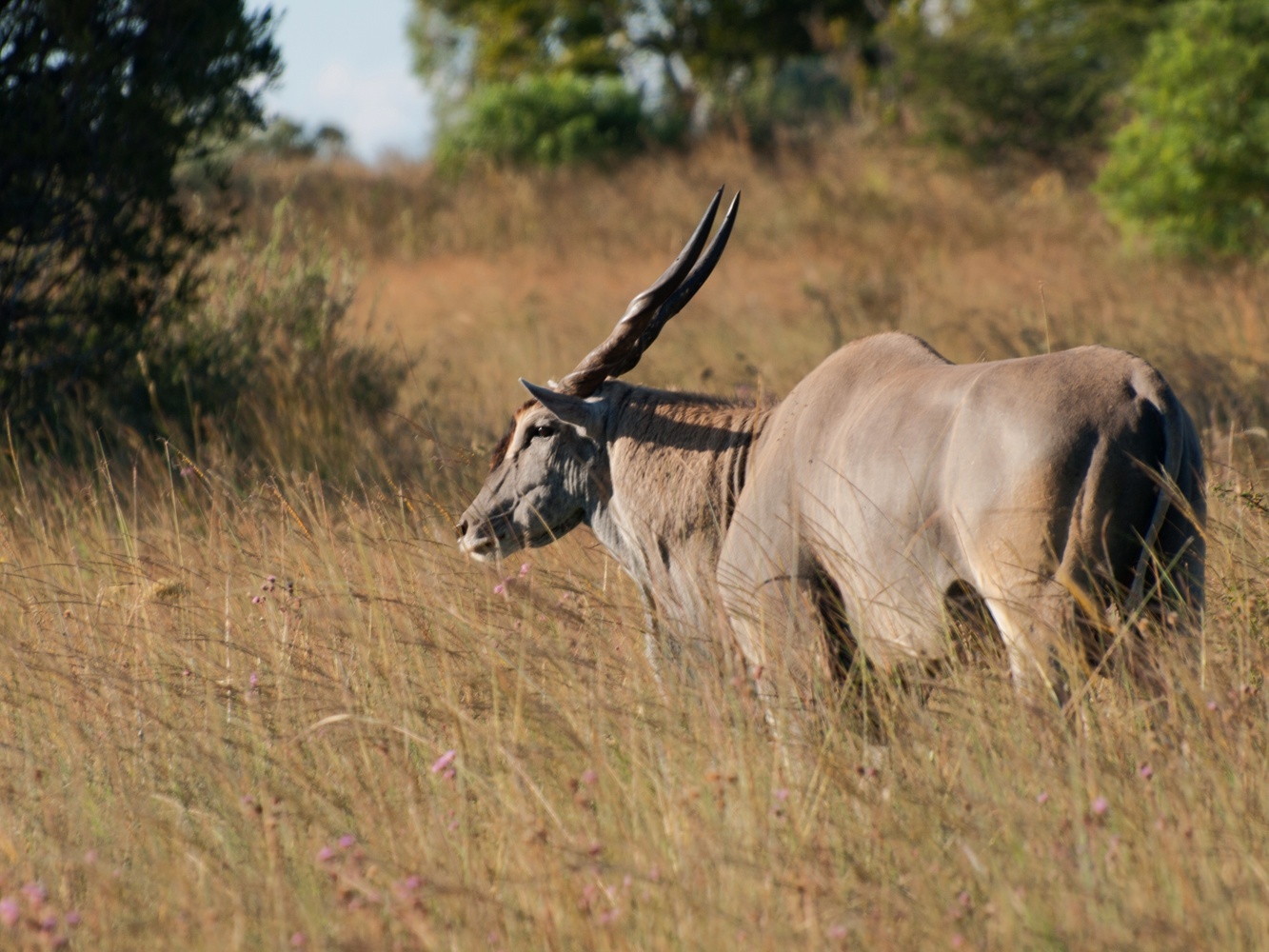 View Eland | Taurotragus Oryx by Amilcar Reis