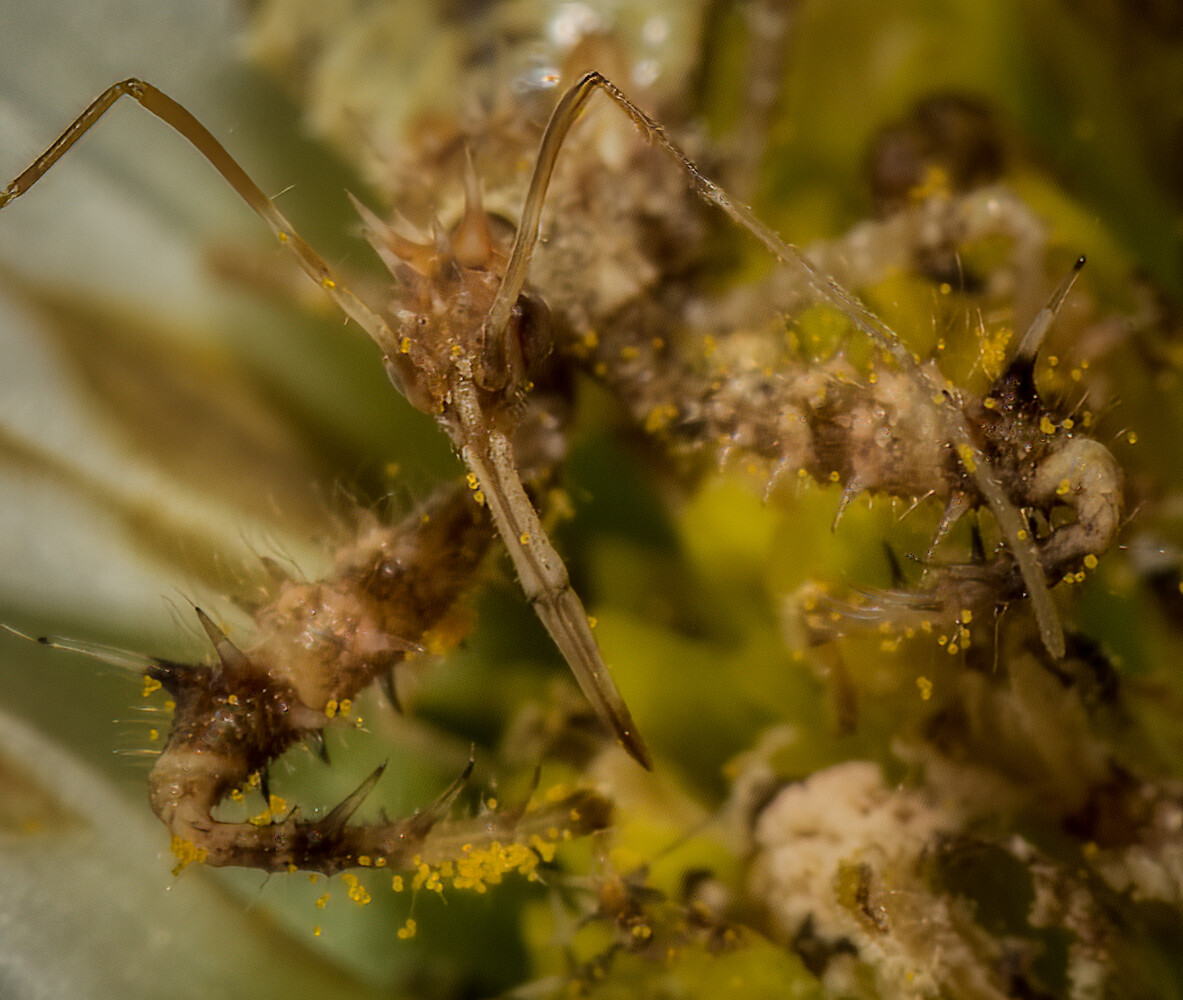 Two brown spiders covered in pollen or debris on a yellow-green plant stem