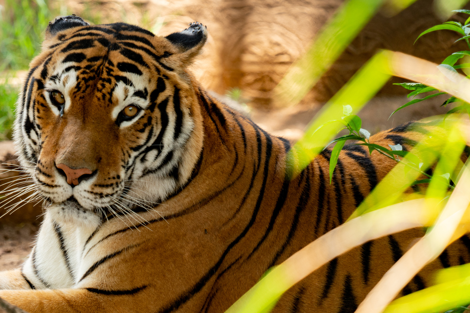View Resting Tiger by Juan Siekavizza