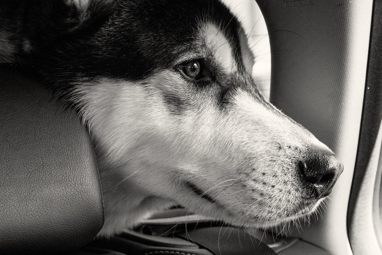 View The stare by Alex Nemcev