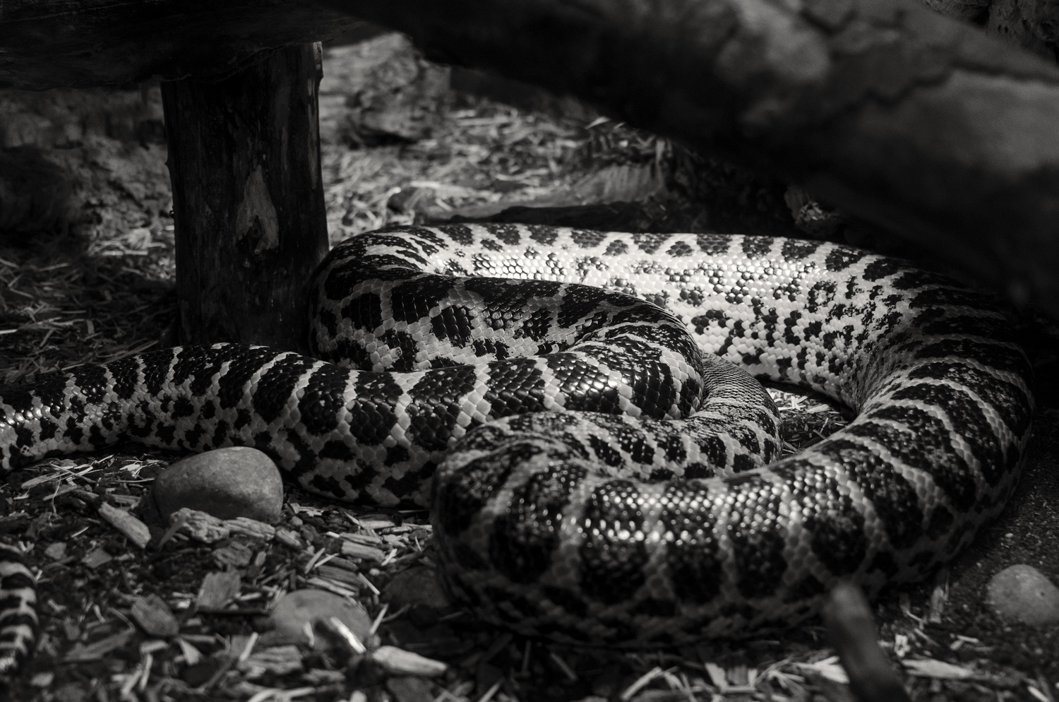 View Cold blooded by Alex Nemcev