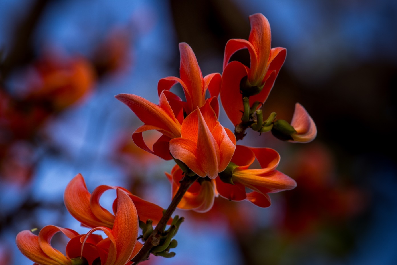 View Untitled 2 by Chandra Shekhar Kusuma