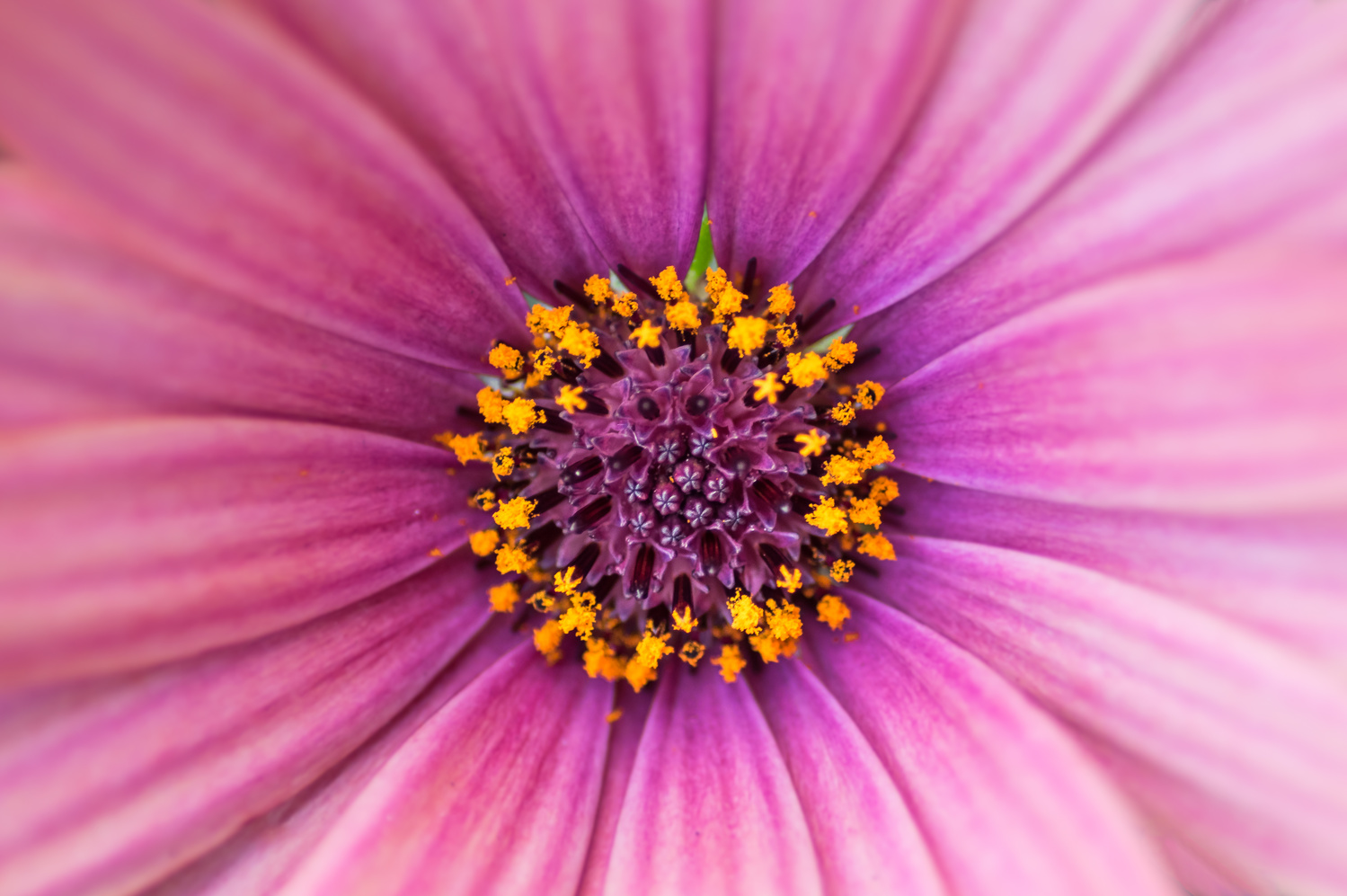 View Untitled 7 by Michael Roubos