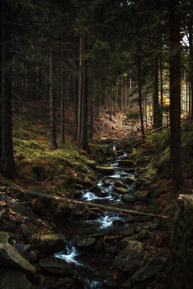 View River in the forest by Rafał Nebelski