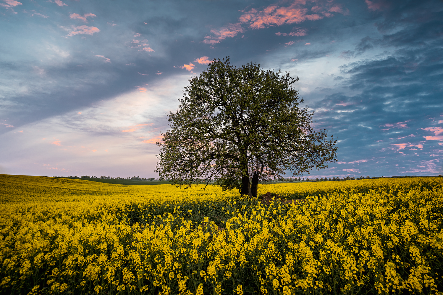 View Tree in the midst of rape by Rafał Nebelski