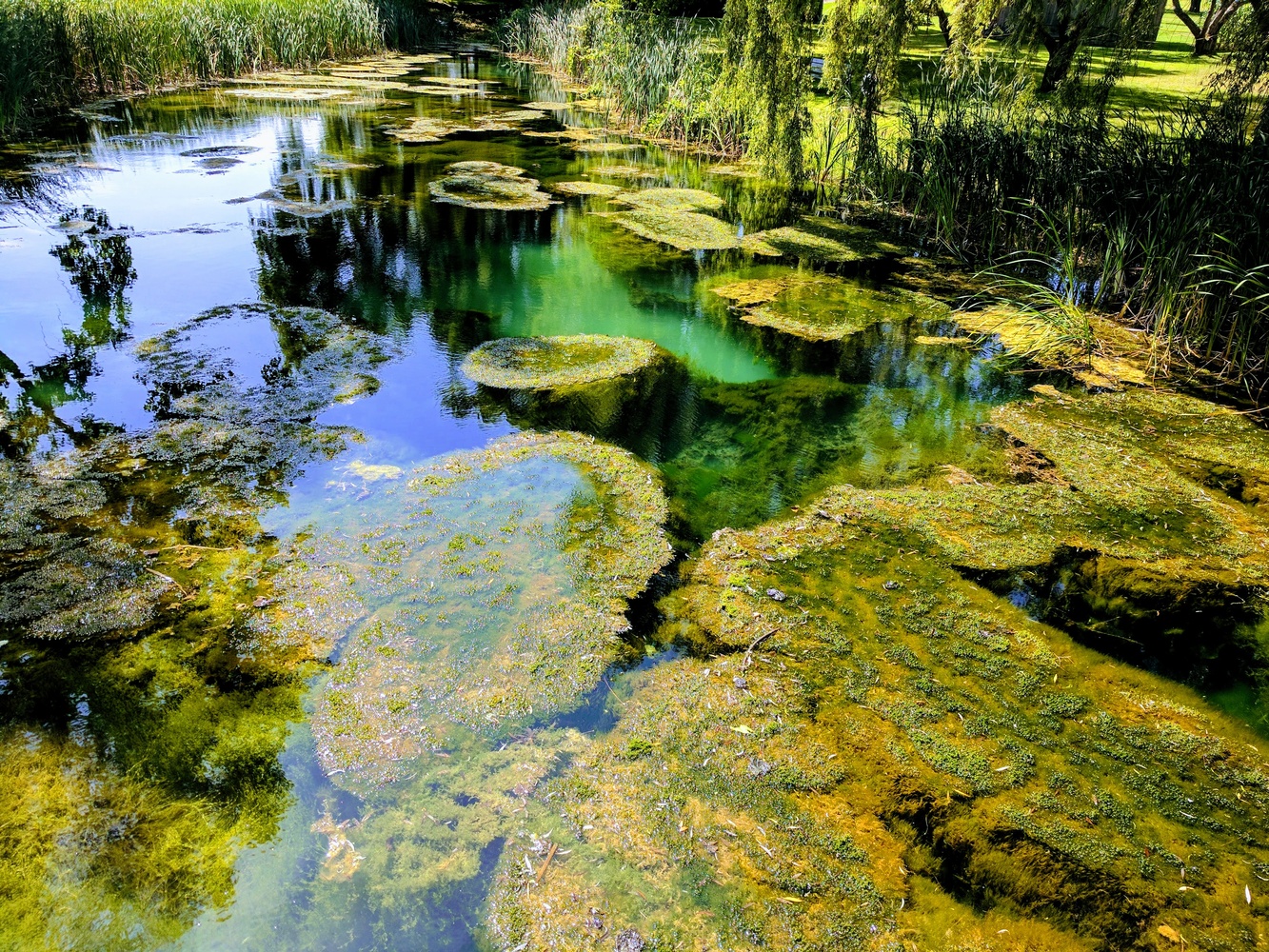 View Green Water by Tavis Bogue