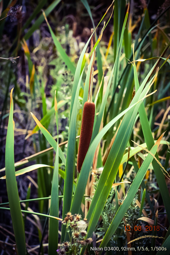 View Pussy Willow in Nevada by Erin Lynch