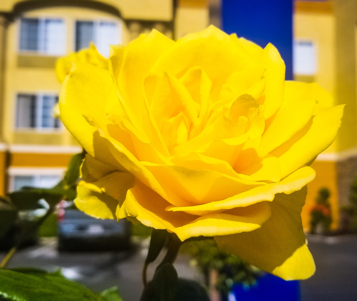 View Yellow Rose of Sacramento by Erin Lynch