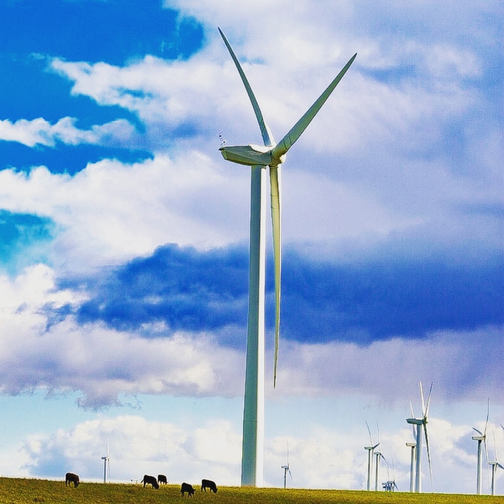 View Windmill and Cows by Erin Lynch