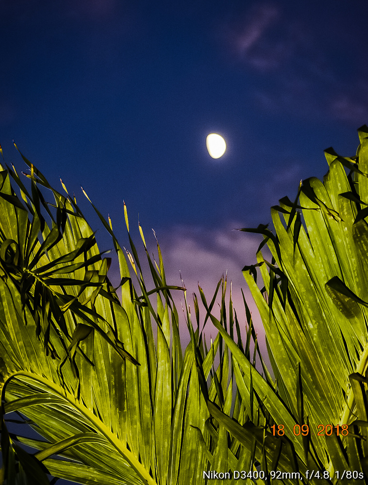View Moon Over the Florida Keys by Erin Lynch