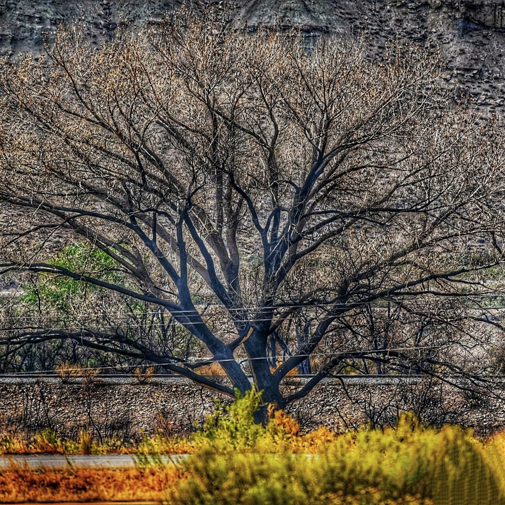 View Tree of Fire by Erin Lynch