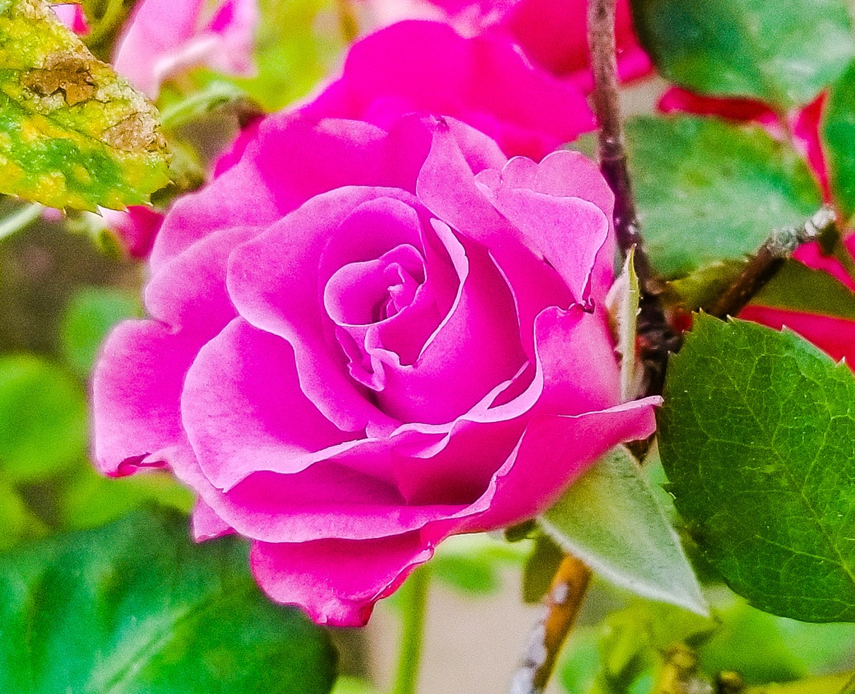 View A Rose is A Rose by Erin Lynch
