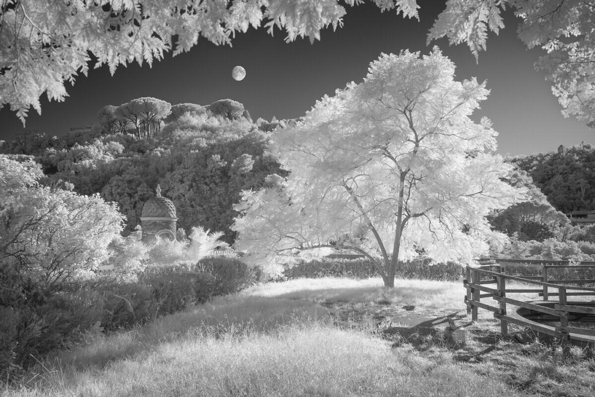 Infrared landscape with bare tree, wooden fence, and moon in dark sky