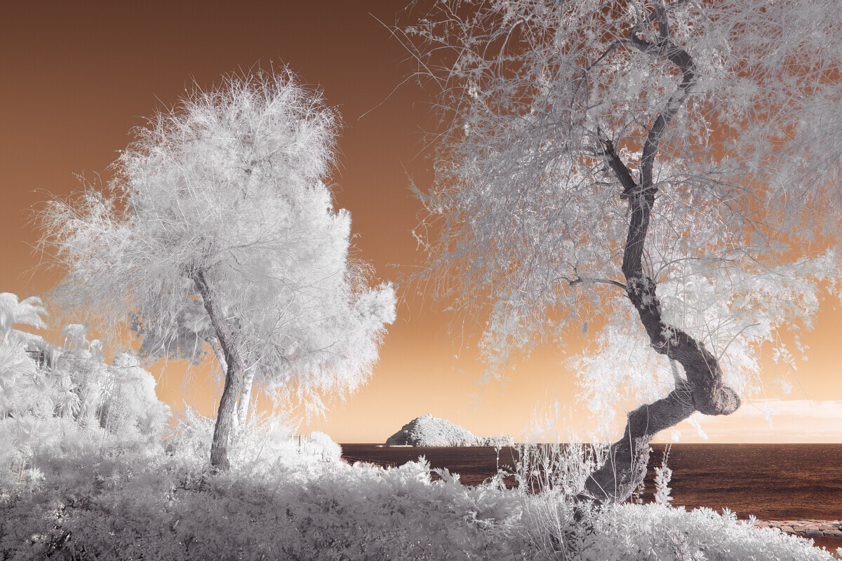 Infrared landscape with two gnarled trees and abandoned vehicle against warm orange sky