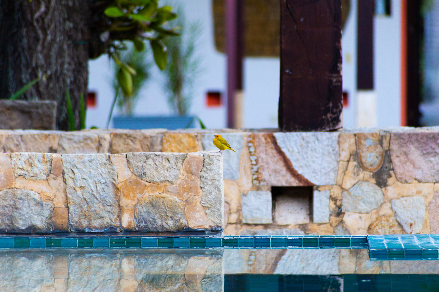 View Bird by the pool by Sam Stadlen