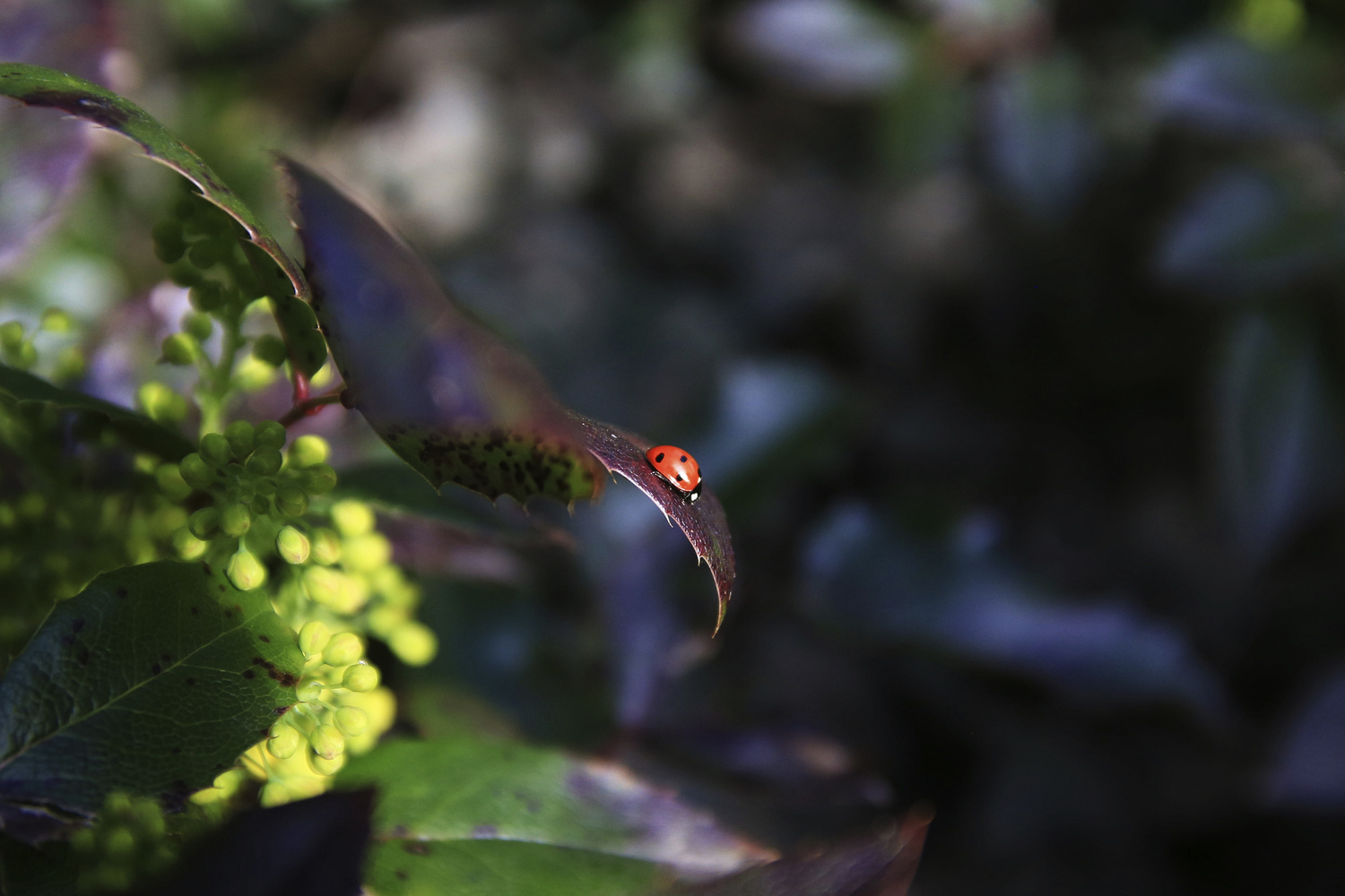 View Yorkshire Ladybird by Sam Stadlen