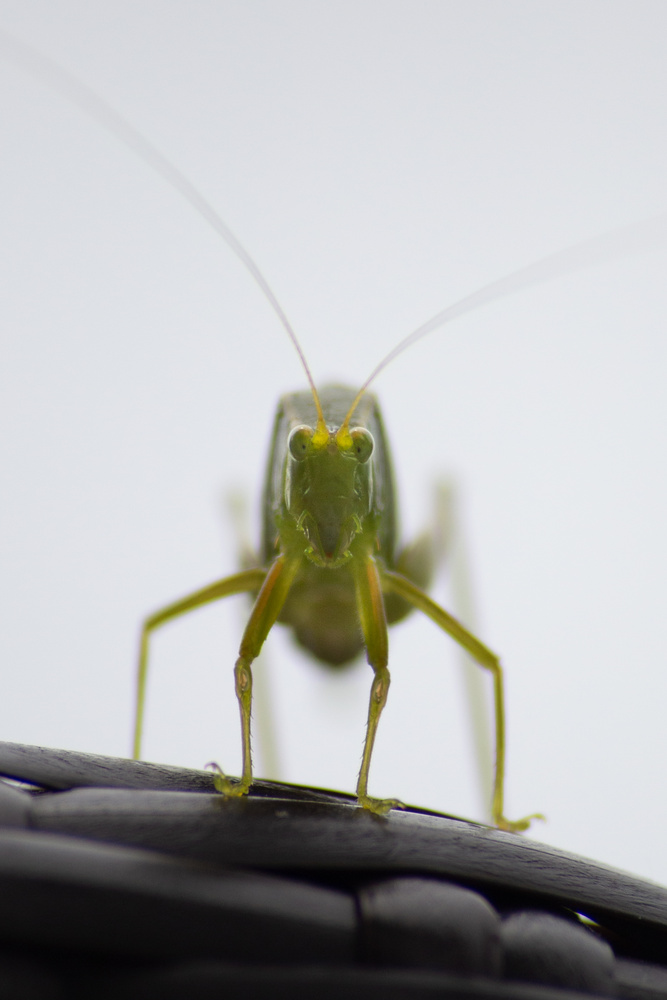 View Portrait of a Colombian cricket by Sam Stadlen