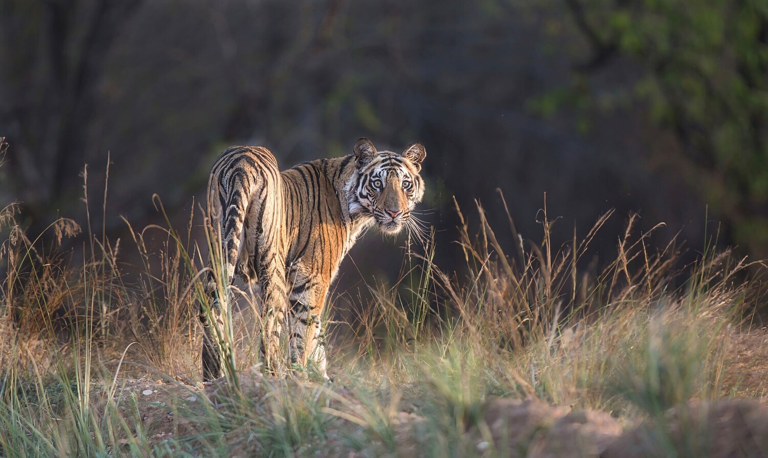 Tiger walking through dry grass with backlighting illuminating its striped coat