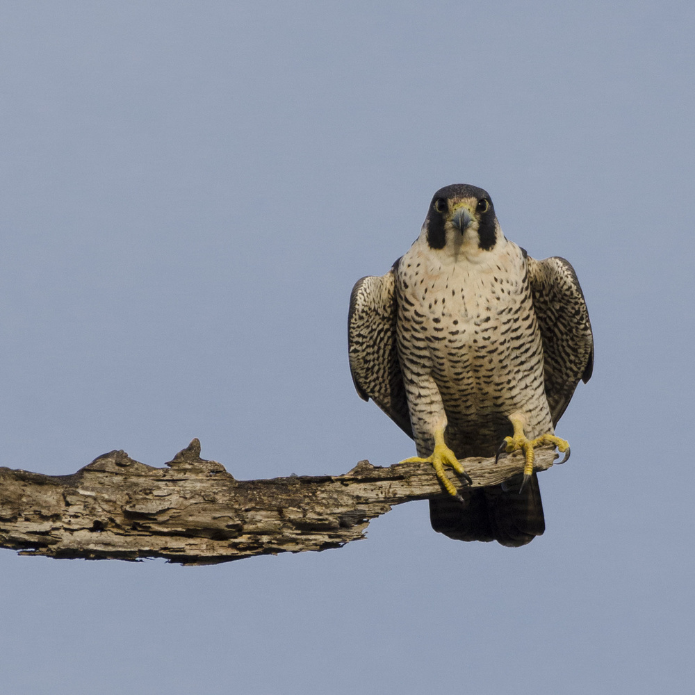 View Balsa China Reserve Peregrine Falcon by Bob P
