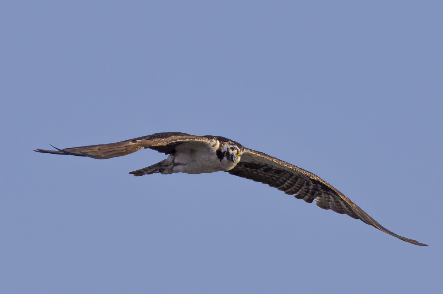 View Osprey in Flight by Bob P