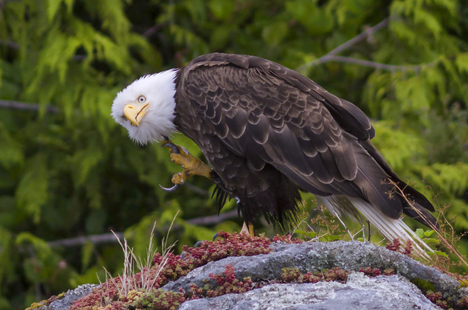 View Vancouver Island Bald Eagle by Bob P