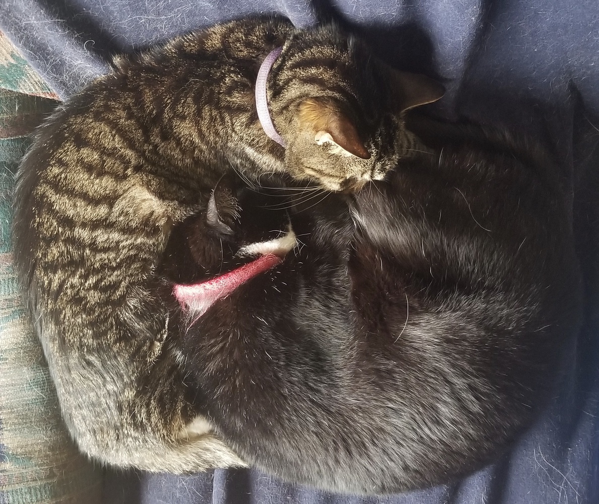 View My lazy, cuddling cats by Bob P