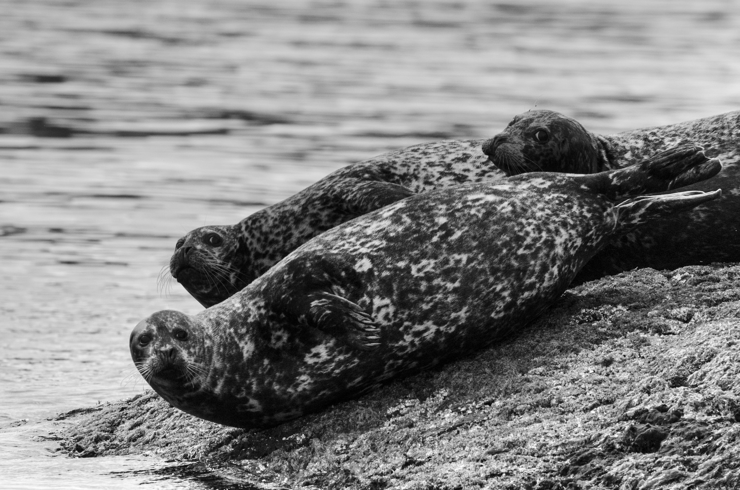 View Vancouver Island Seals by Bob P