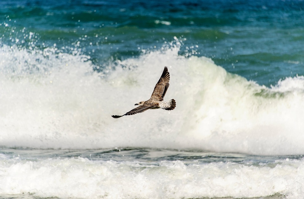 View Seagull by Svetlin Nikolov