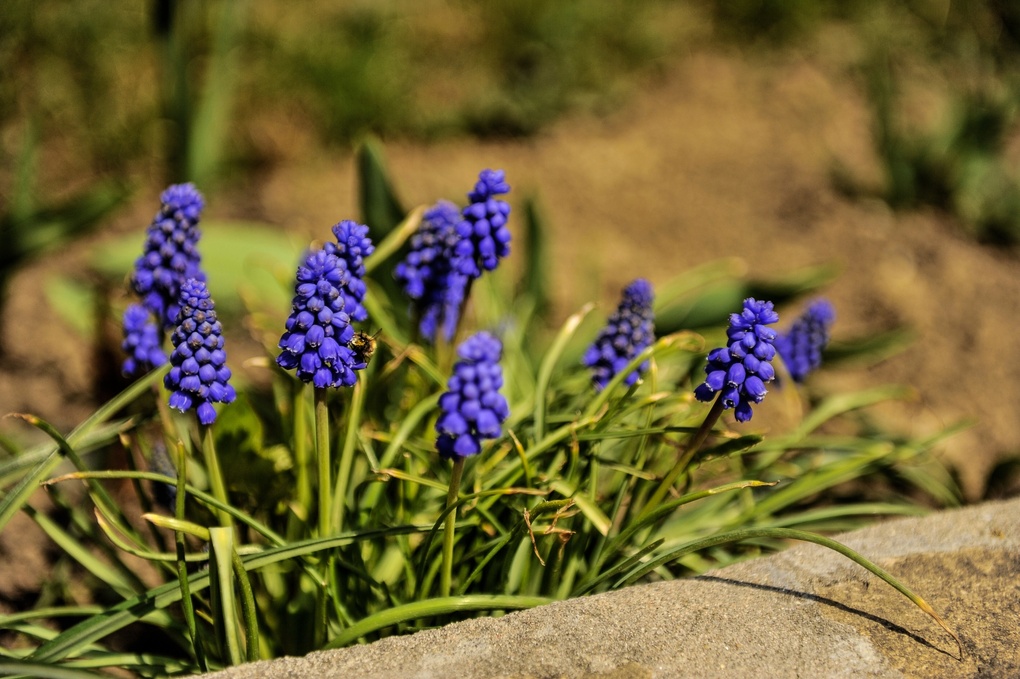View Bee on flowers by Svetlin Nikolov