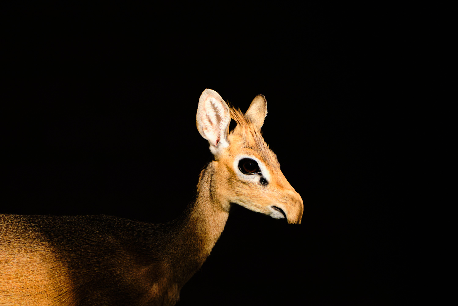 View Untitled 5 by Oliver Roesener