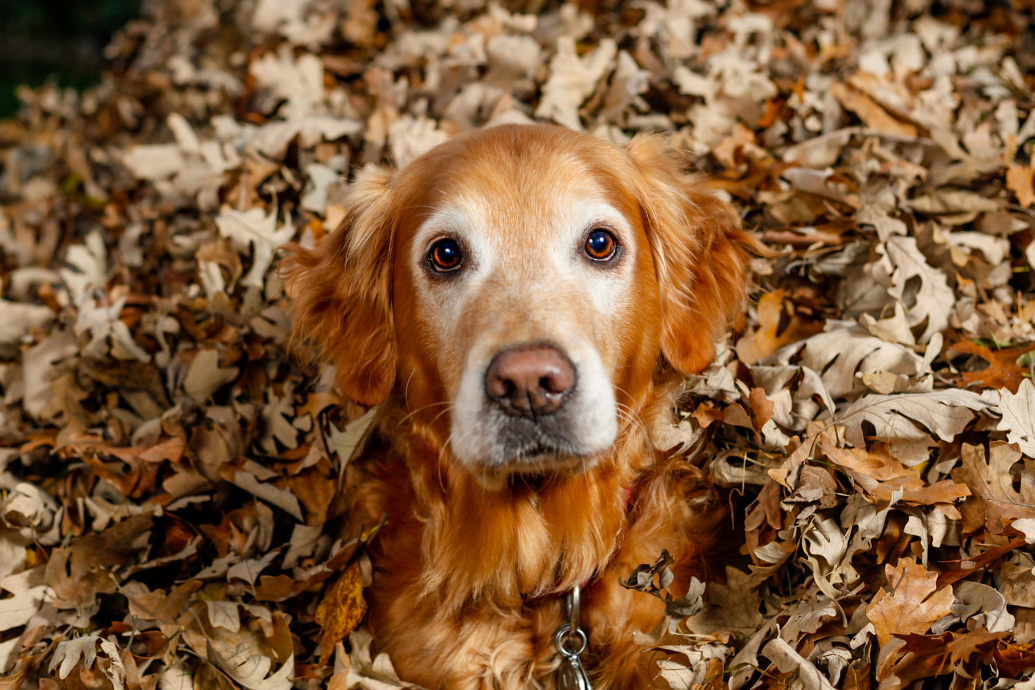 View The Golden Years by Jakob Anderson